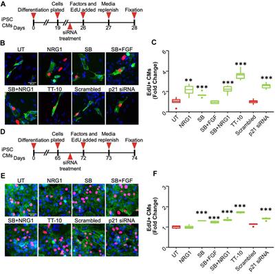 Stimulation of Cardiomyocyte Proliferation Is Dependent on Species and Level of Maturation